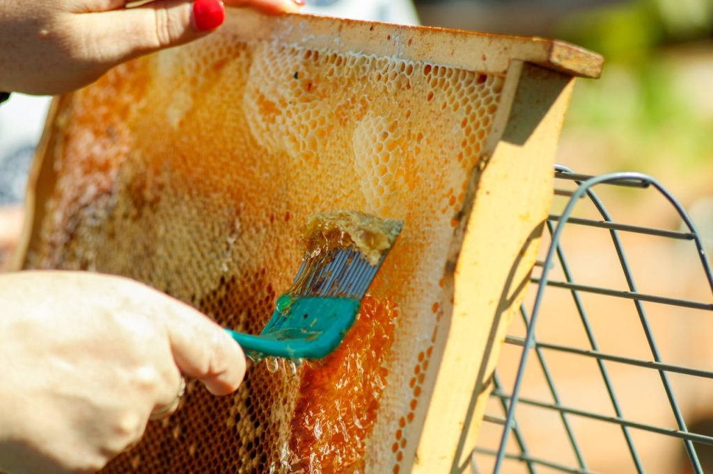 Detailed close-up of honey being extracted from a honeycomb frame using a tool in a bee farm.